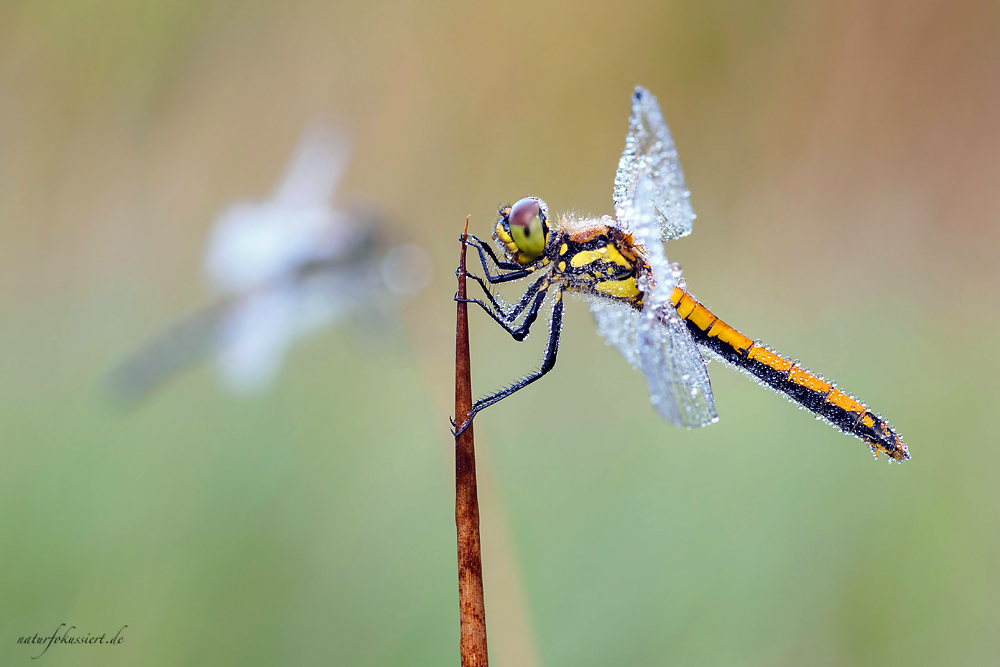 P7140061_Heidelibellen_Sympetrum danae_klein.jpg