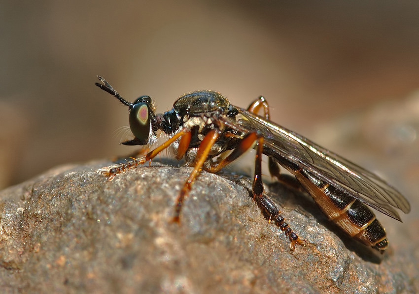 DSC_5026Web.jpg