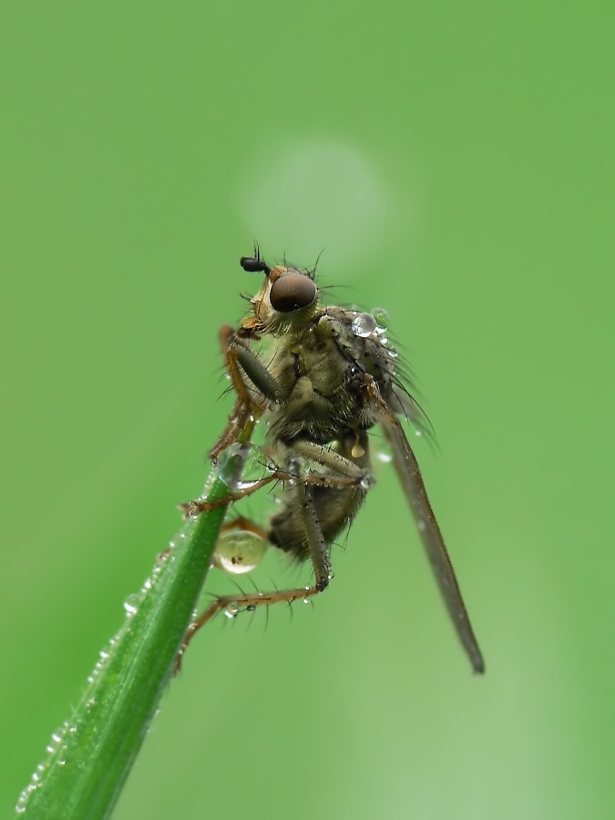 dungfliege seitl.jpg