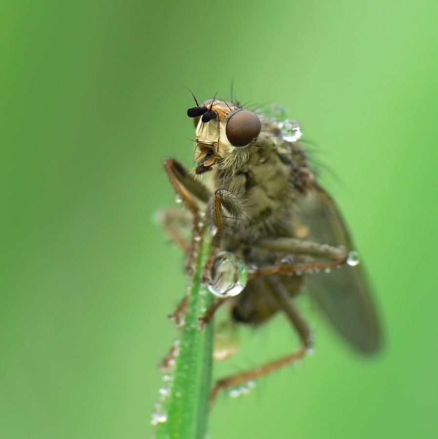 dungfliege.jpg