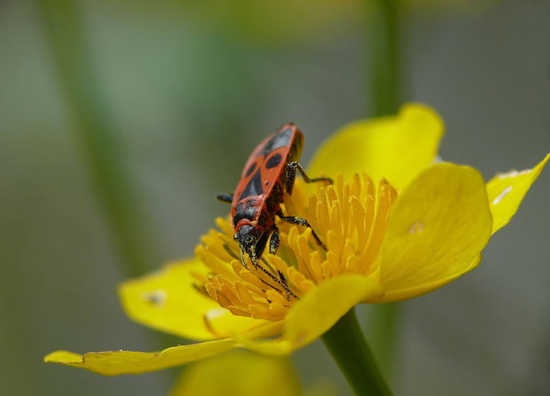 feuerwanze-caltha.jpg