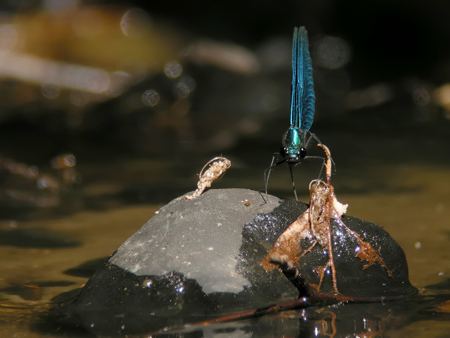 calopteryx_virgo_1_104.jpg