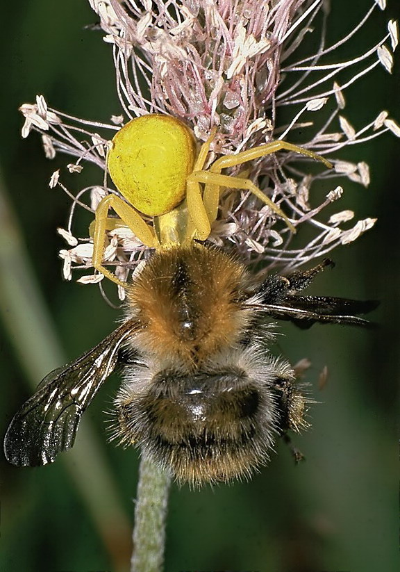 misumena_vatia_437.jpg