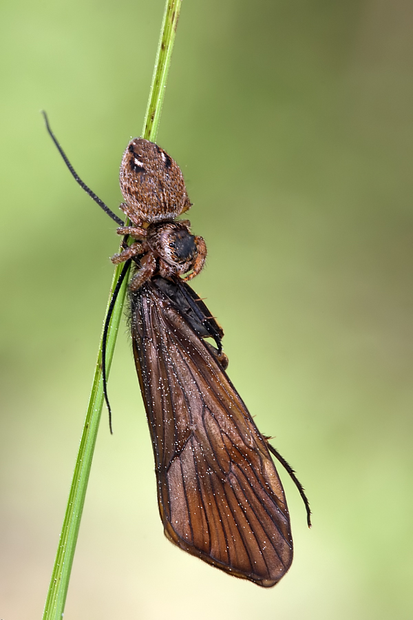 springspinne_schlammfliege_135~0.jpg