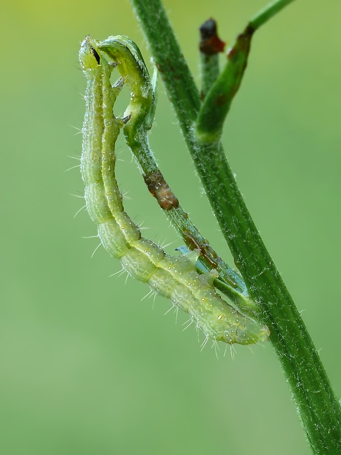 raupe_gruen1_429.jpg