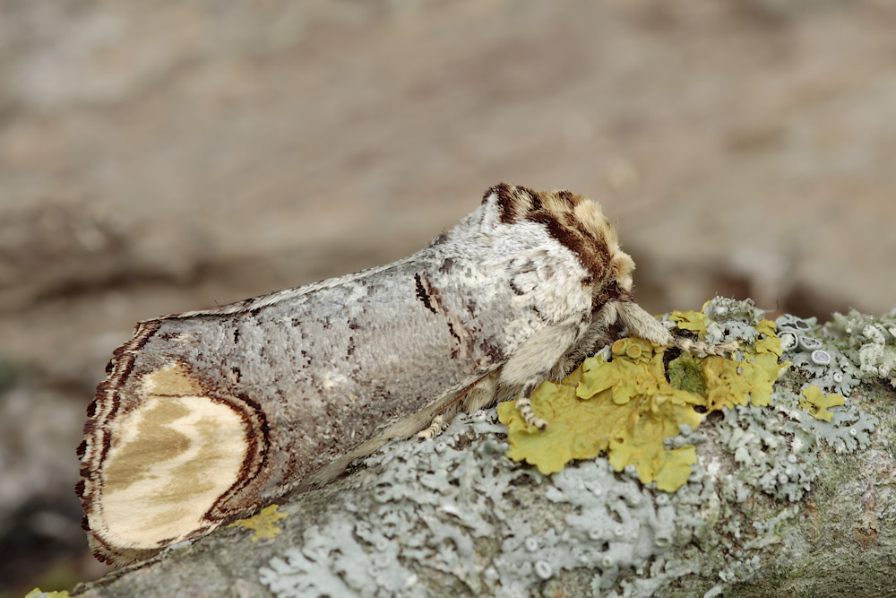 laufenjuni07_mondvogel_nf_005_kopie_296.jpg