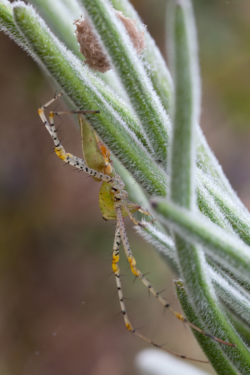 20111220_green_lynx_spiderpeucetia_viridana_1_kopie_376.jpg