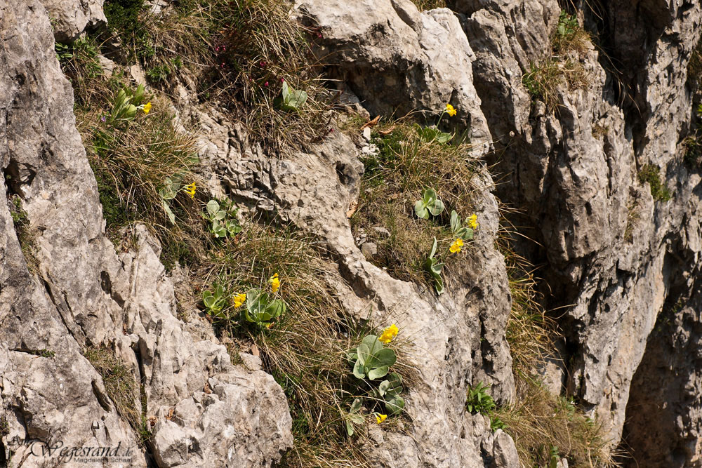 06_primula_auricula_schaaf_387.jpg