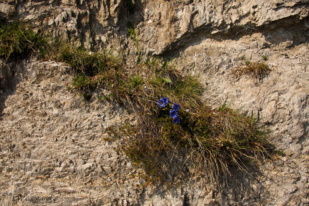 05_gentiana_clusii_schaaf_884.jpg