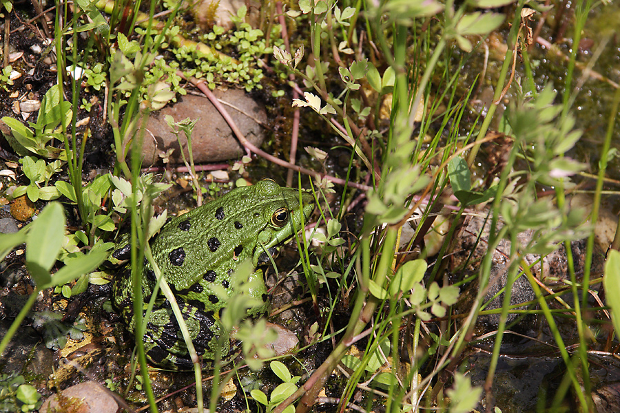 teichfrosch_195.jpg