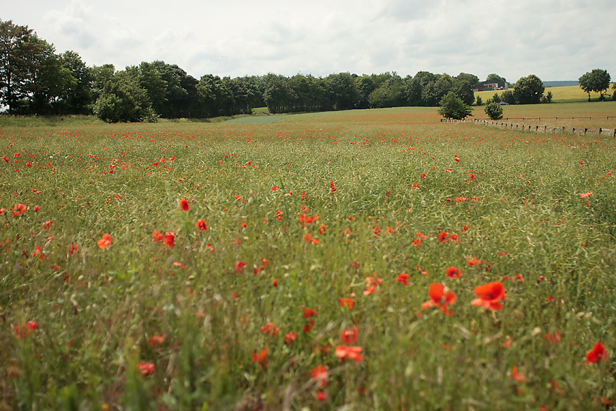 landw_raps_mohn_857.jpg