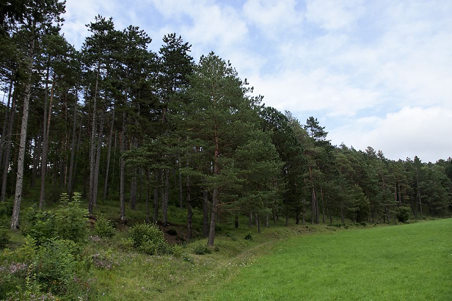 lichter_kiefernwald_104.jpg