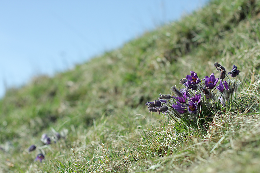 wacholderheide_pulsatilla_116.jpg