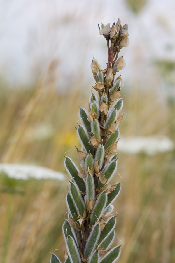 lupine_fr2_gv_072009_3703mf_121.jpg