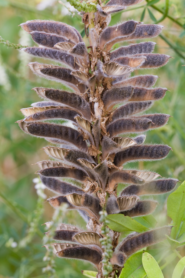 lupine_gv_072009_3694mfap_146.jpg