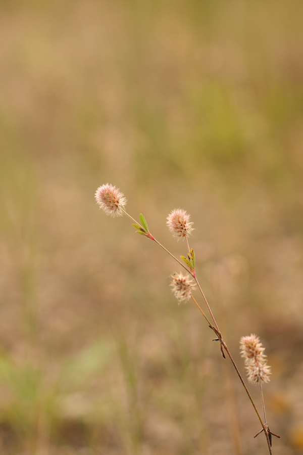 biotop_14-07-08_017.jpg