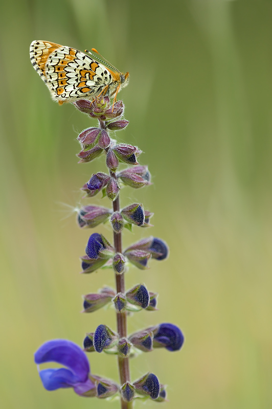 wiesensalbei_119.jpg