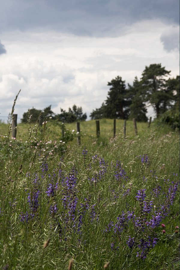 wiesensalbei_347.jpg