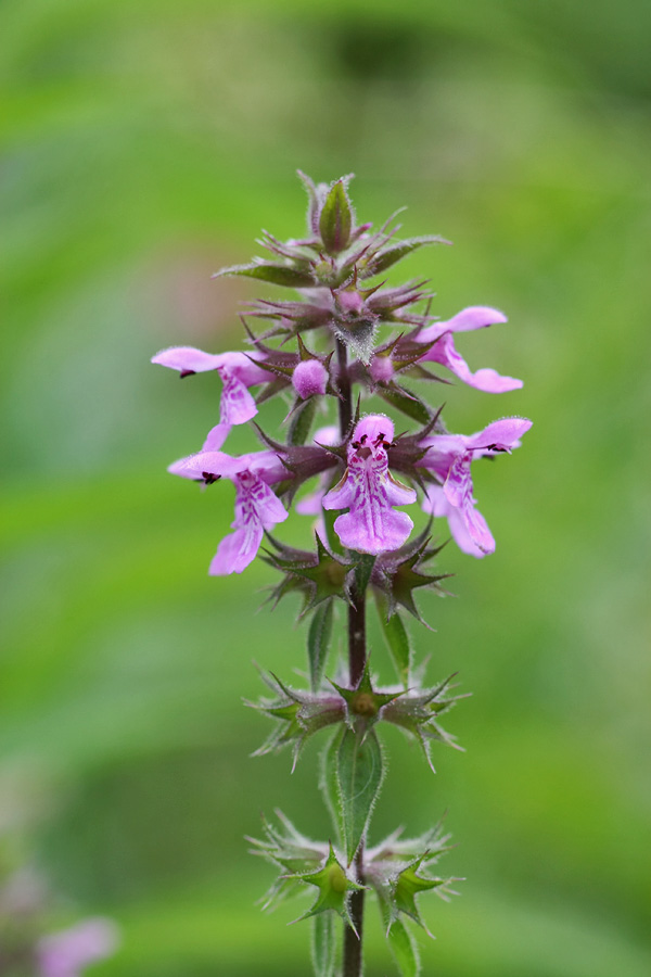 stachys_spec_250_359.jpg