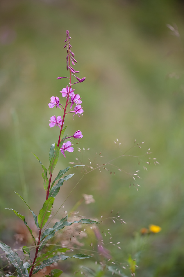 schmalblaettriges_weidenroeschen_epilobium_angustifolium_323.jpg