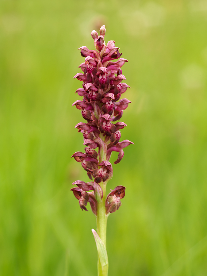 coriophora_doku_575.jpg
