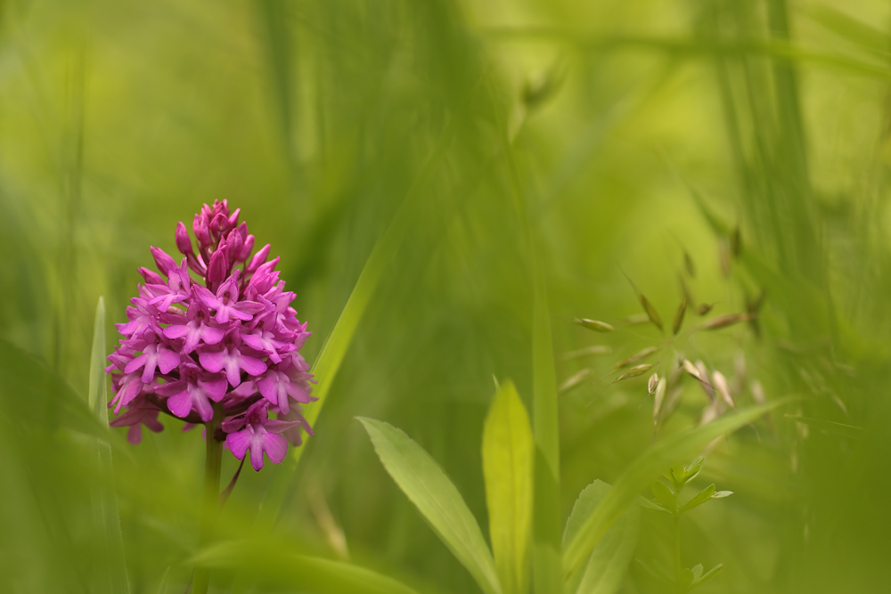 anacamptis_pyramidalis_112.jpg