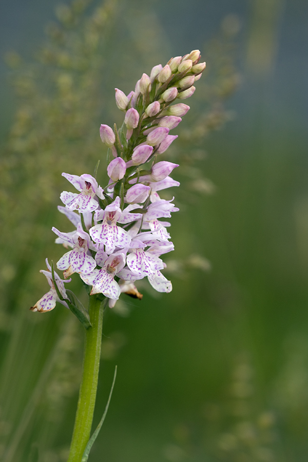 knabenkraut_www2_662.jpg