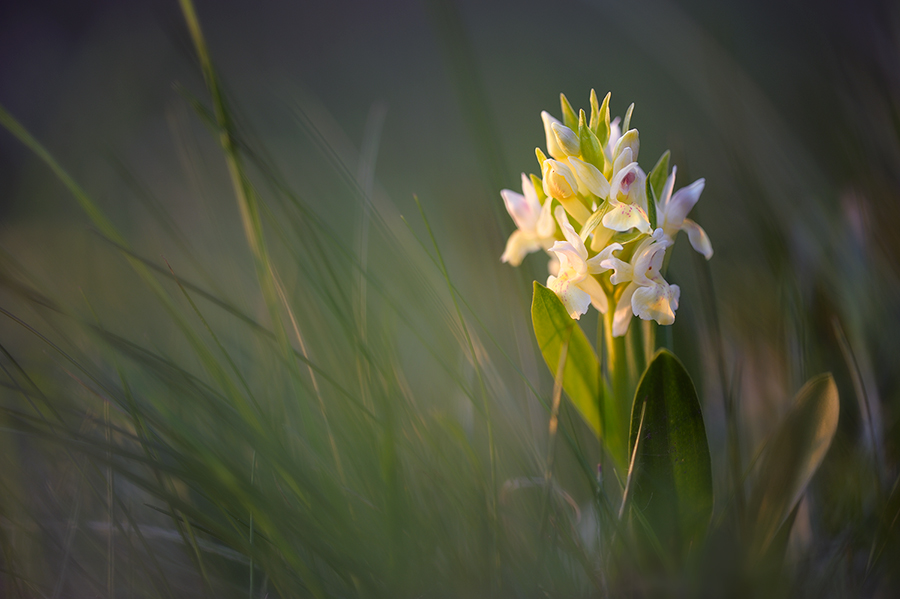 dactylorhiza_sambucina_2_s_468.jpg