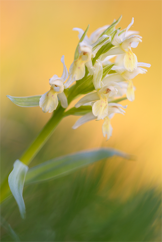 dactylorhiza_sambucina_160.jpg