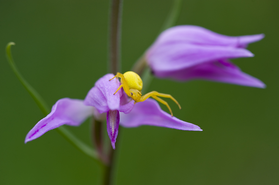 krabbenspinne_waldvogel_577.jpg