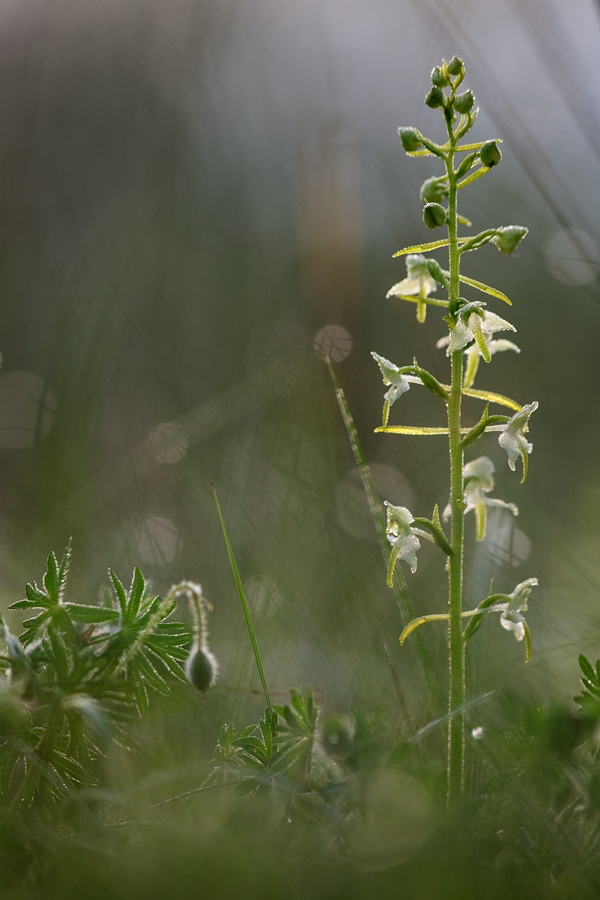 platanthera_chlorantha_2_135.jpg