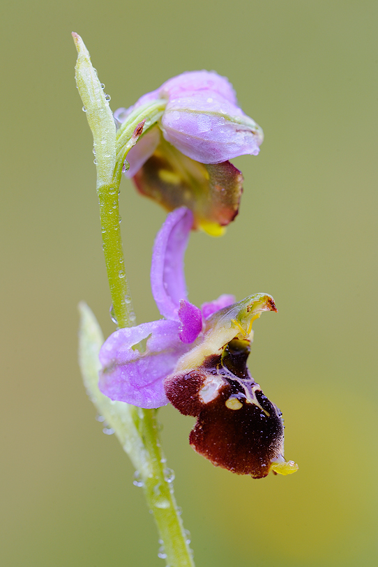 ophrys_holoserica_s_397.jpg