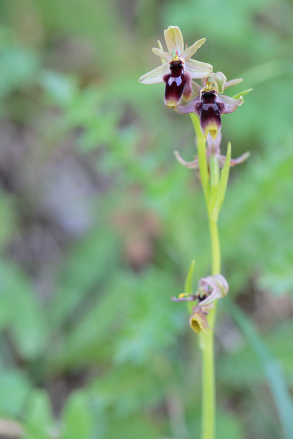 ophrys_cf_lunulata_20130416_3_122.jpg