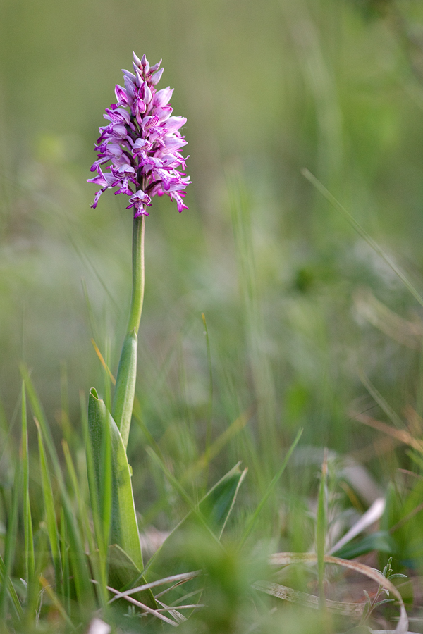 orchis_militaris_natuerlich_204.jpg