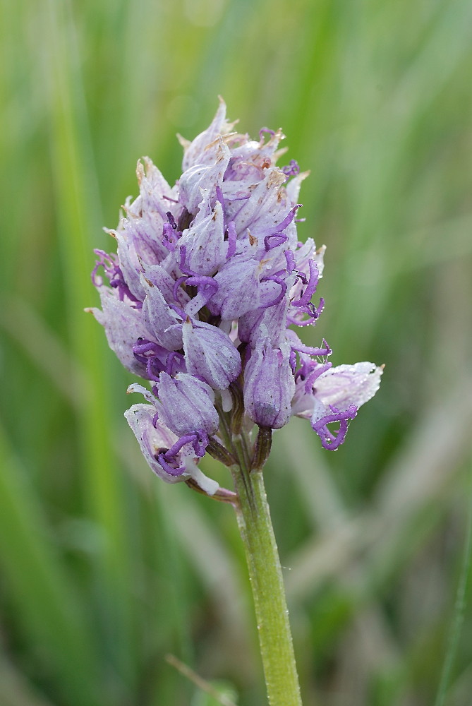 dsc5597_affenknabenkraut_orchis_simia_812.jpg