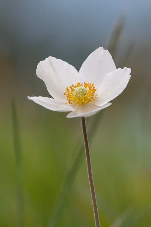 anemone_silvestris_105.jpg