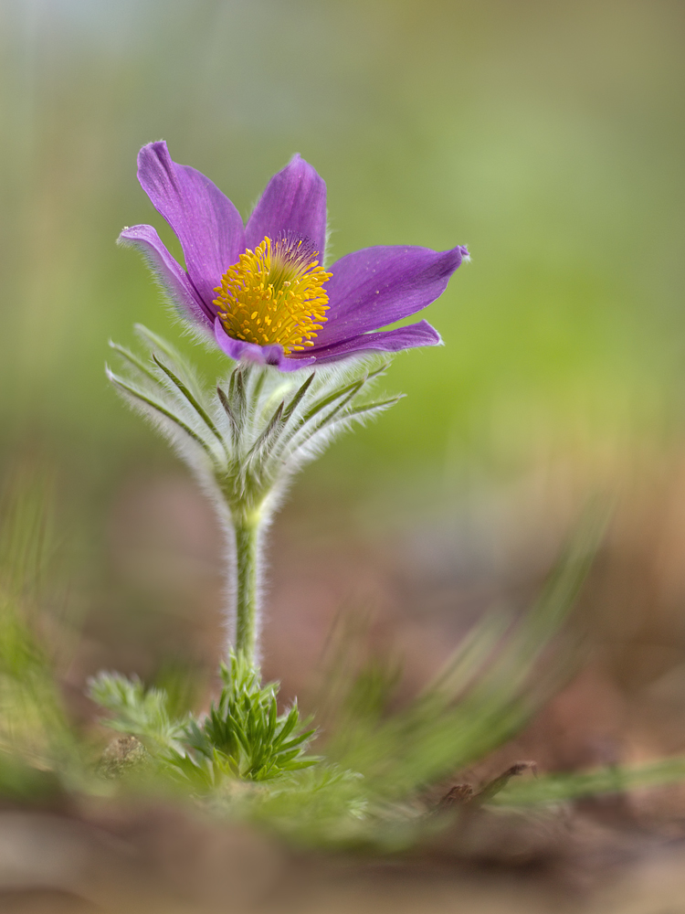 pulsatilla1_og172953_296.jpg