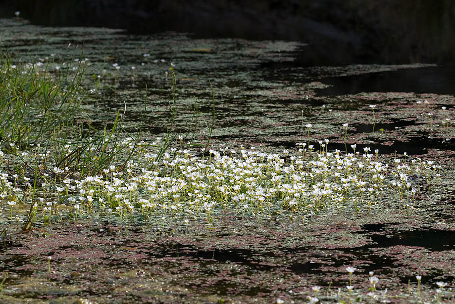 wasserhahnenfuss_946.jpg