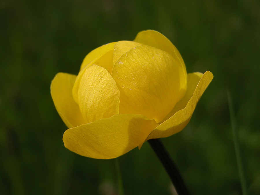 trollius_europaeus_1_803.jpg