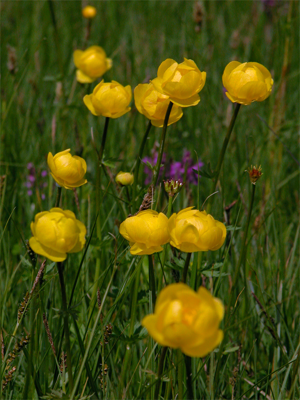 trollius_europaeus_2_205.jpg