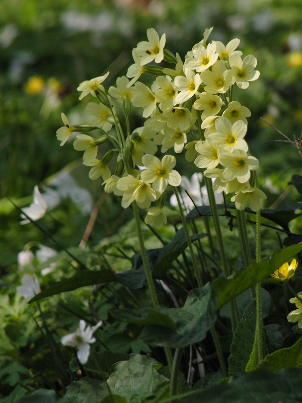 primula_elatior_06_108.jpg