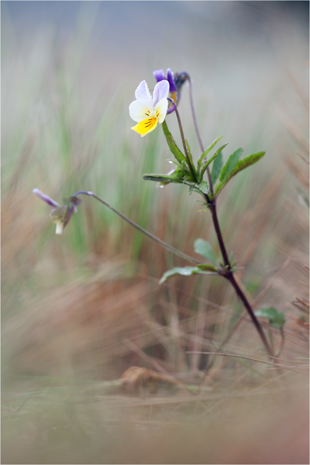 duenenveilchen_viola_tricolorii_628.jpg