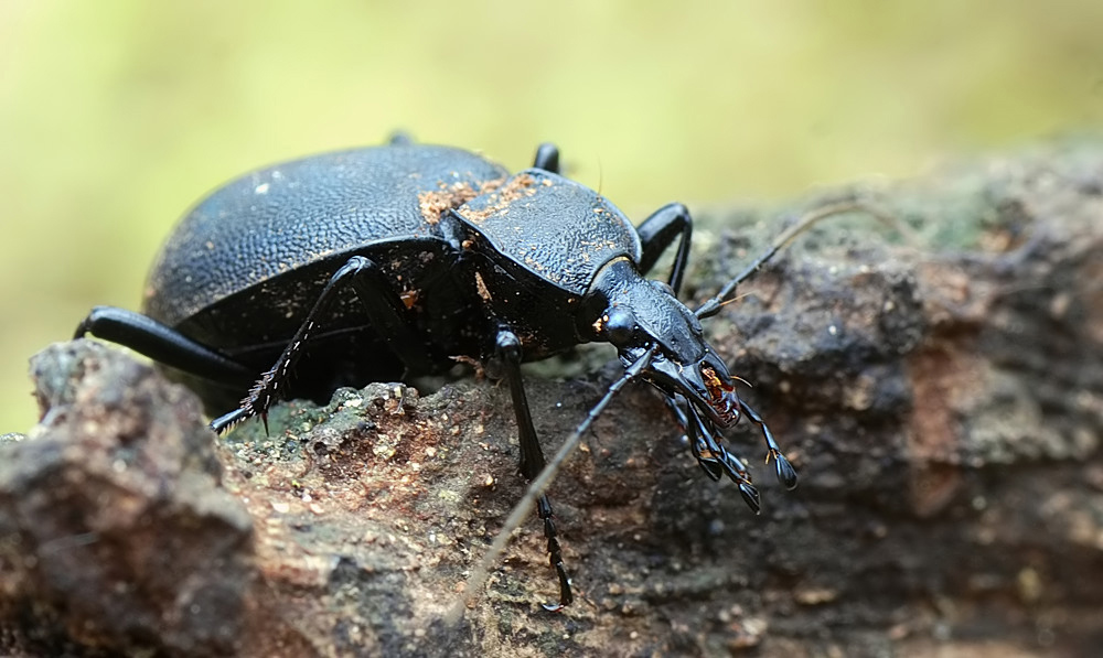 cychrus_caraboides_a_198.jpg