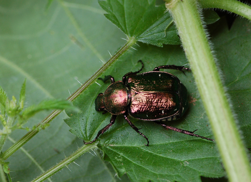 gnorimus_nobilis_edelkaefer_jena_080716_672.jpg