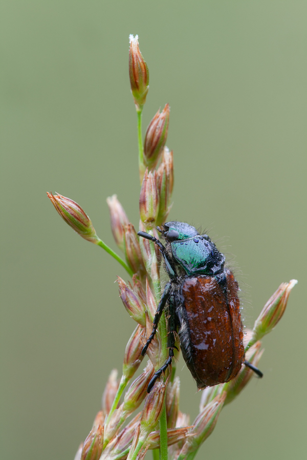 20110604_phyllopertha_horticola__gartenlaubkaefer_2_169.jpg