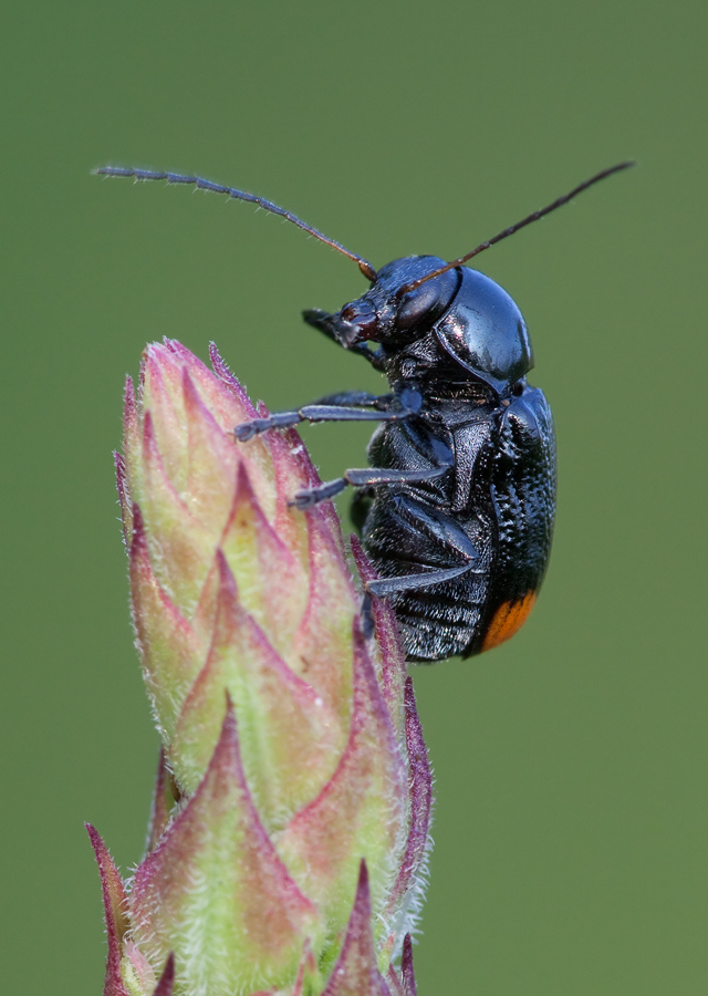 20090701_zweifleckiger_fallkaefer_cryptocephalus_biguttatus_mg_7897_211.jpg