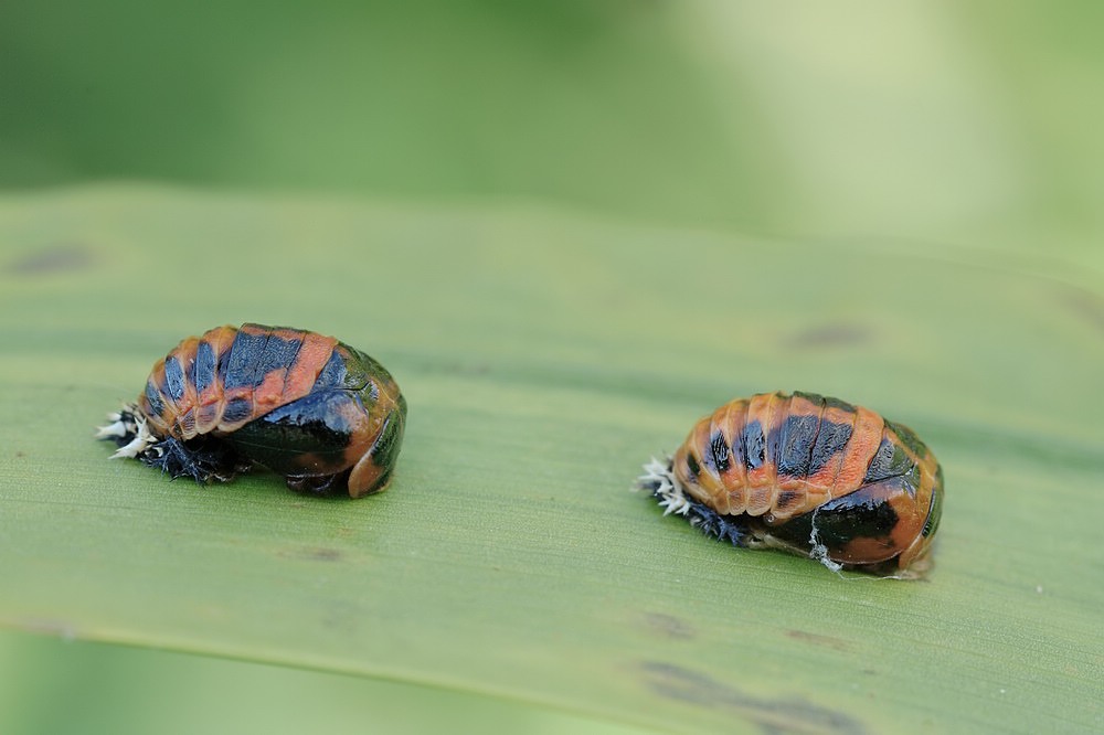 Asiatischer_MarienkÃ¤fer_Harmonia_axyridis_KÃ„_11.jpg