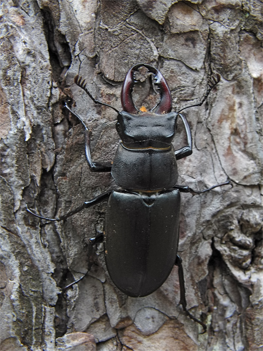 lucanus_cervus_f_capreolus2_107.jpg