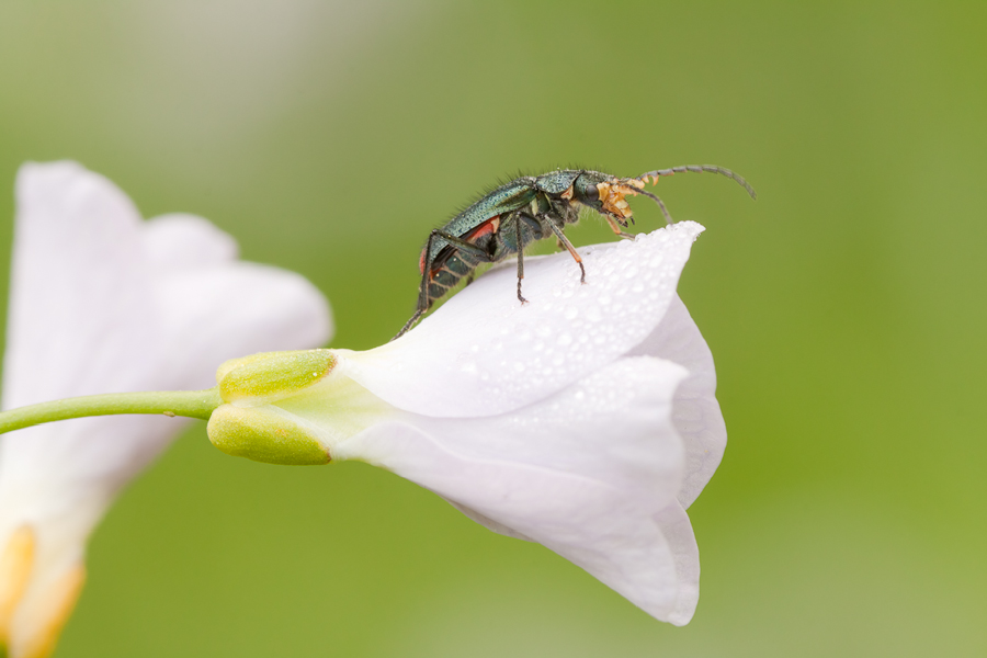 20110423_zweifleckiger_zipfelkaefer_malachius_bipustulatus_maenchen_2_759.jpg