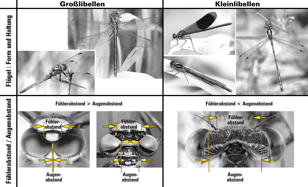001_Unterscheidung_GroÃŸlibelle_Kleinlibelle_01.jpg